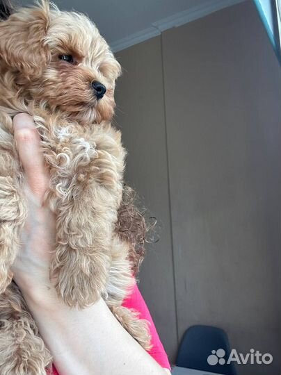 Щенки мальтипу f1 мини москва