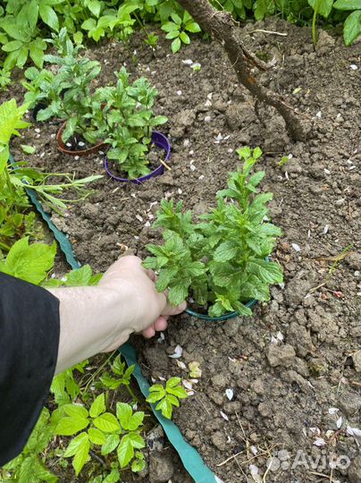 Мята крымская