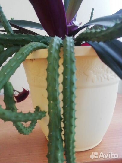 Гуэрния и Рэо