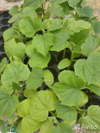 Огурцы рассада