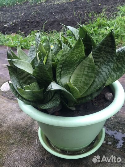 Сансевиерия Ханни