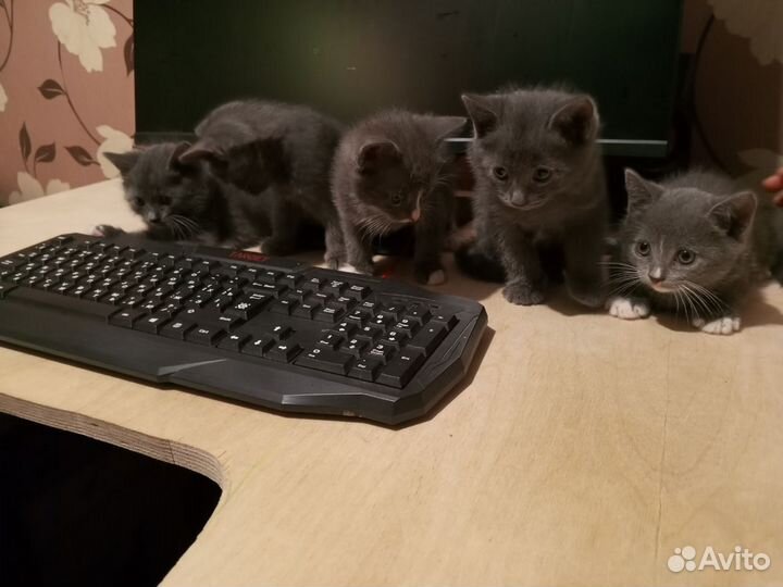Котятки в добрые руки