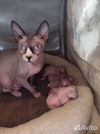 Канадский сфинкс