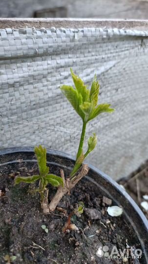 Девичий виноград, двулетник