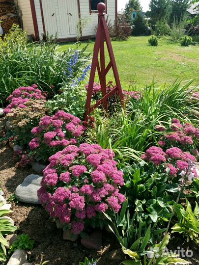 Очиток (многолетник)