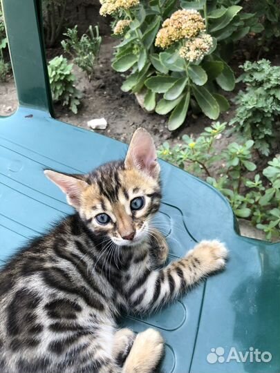 Бенгальская