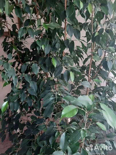 Фикус бенджамина большой