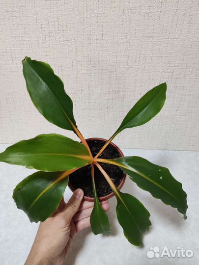 Хлорофитум грин оранж