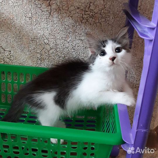 Котенок в добрые руки