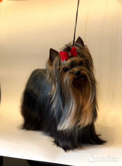 Кобель для вязок. вязки. щенки