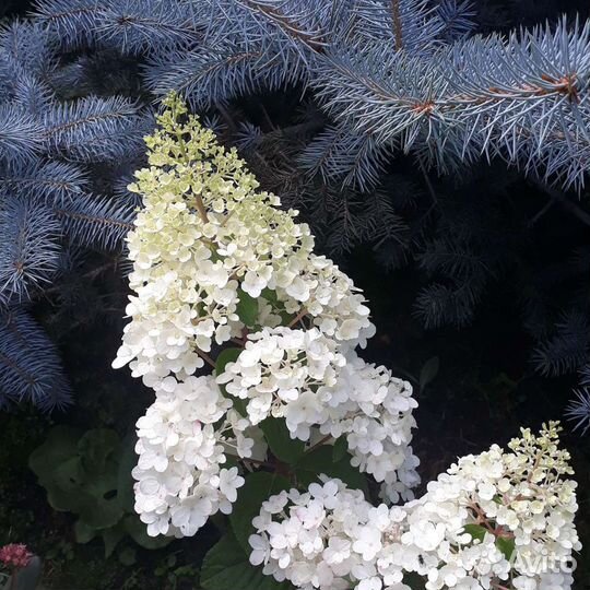 Гортензия Метельчитая закрытая корневая система