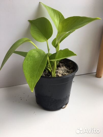 Сциндапсус неон