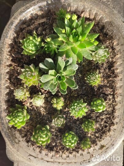 Молодило каменная роза