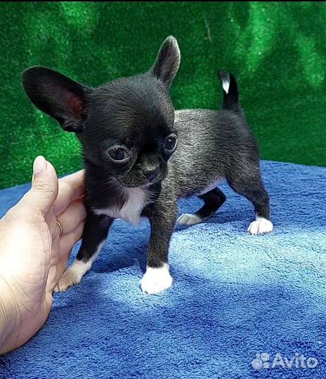 Чихуахуа мини девочка гладкошерстная