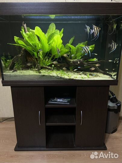 Готовый биотопный аквариум 200л