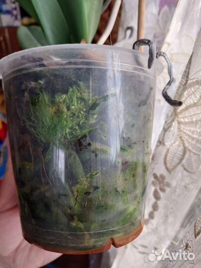 Орхидея фаленопсис