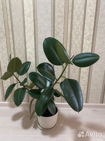 Фикус Эластика