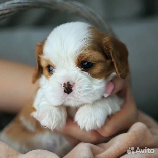 Кавалер кинг чарльз спаниель щенок девочка