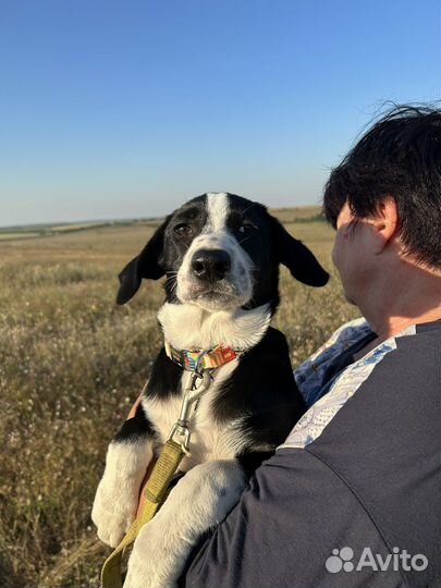 Щенок фенотип бордер колли