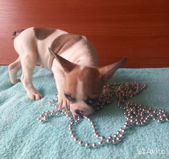 Французский бульдог щенки