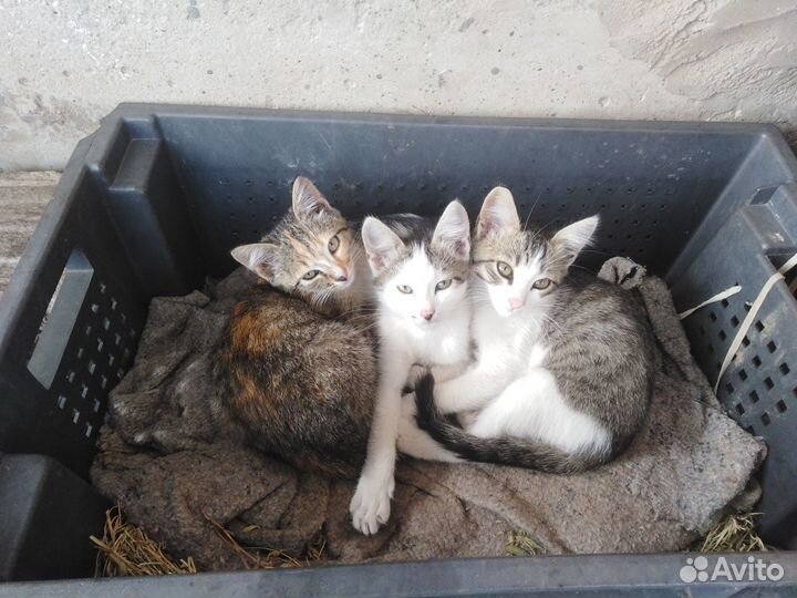 Котята в добрые руки, мальчики