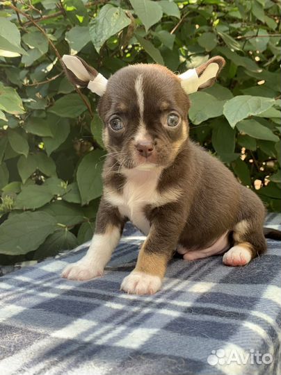 Чихуахуа мальчик шоколадный триколор