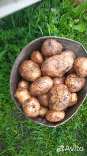 Продам картофель
