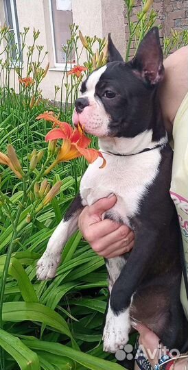 Щенки бостон терьер мальчики