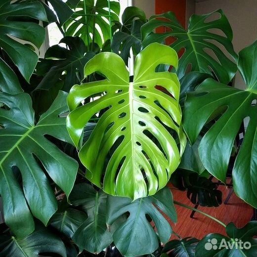 Монстера деликатесная и адансона