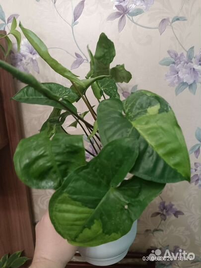 Ароидные и другие