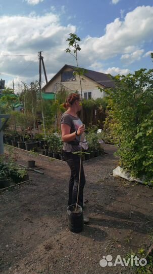 Саженцы березы, клена, липы, рябины