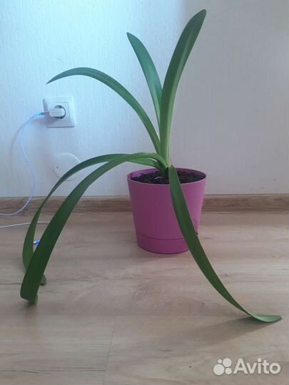 Гиппеаструм