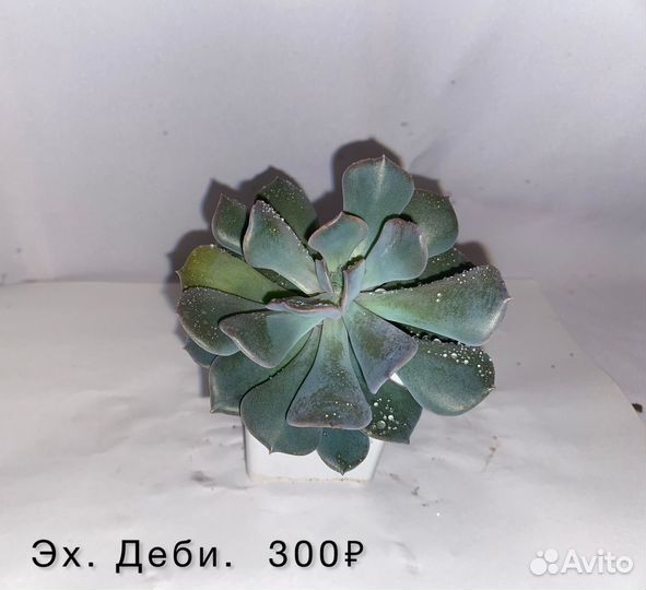 Echeveria Fiona, эх. Деби-суккуленты