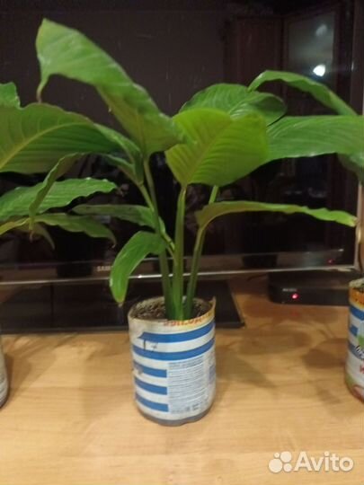 Спатифиллум королевский