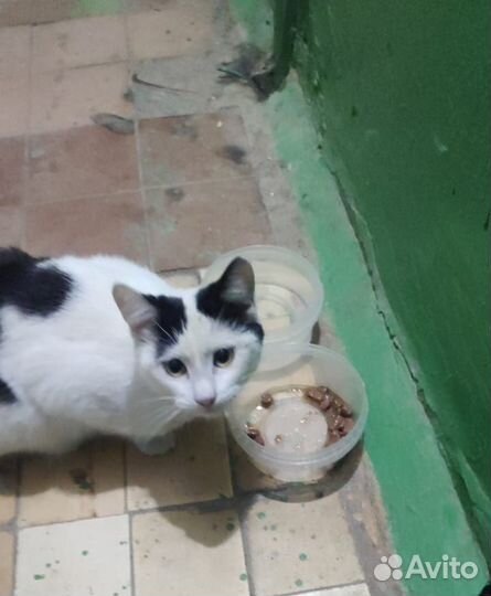 Кошка ищет дом