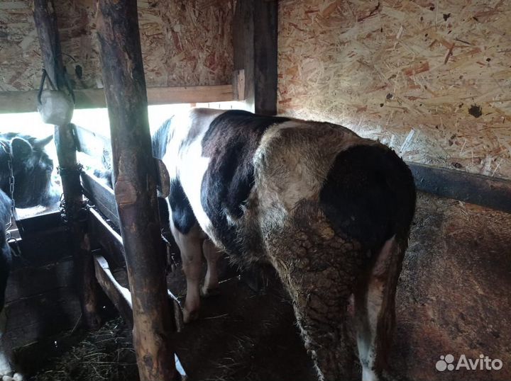 Продам быков 1 год 4 месяца
