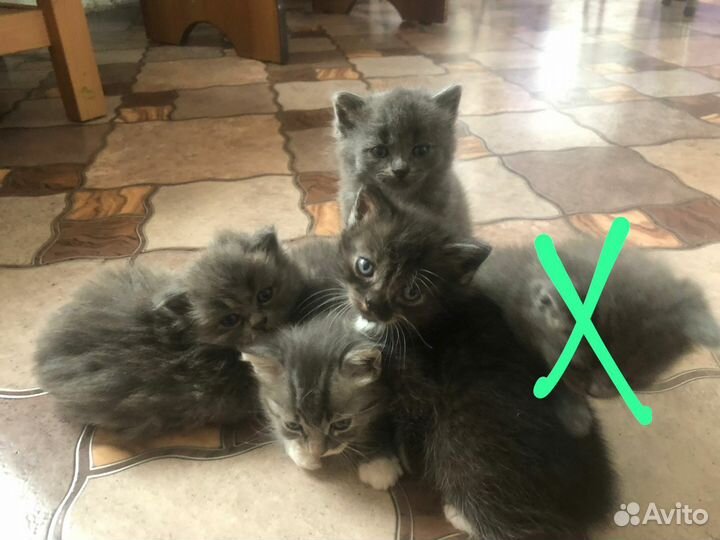 Котята в добрые руки