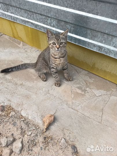 Подарюкотят