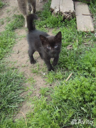 Котята отдам в добрые руки бесплатно