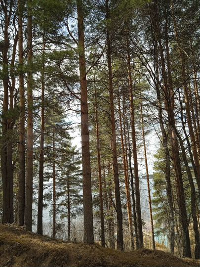 Участок 10 сот. (СНТ, ДНП)