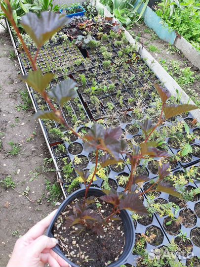 Пузыреплодник, спирея Голден принцесс, дерен