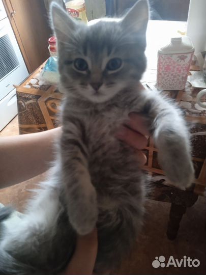 Черный котенок