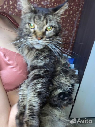 Кошки майкун