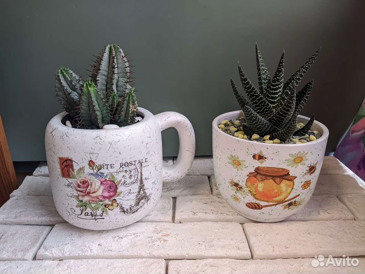 Алое в керамике 