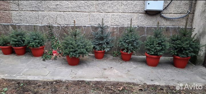 Кремлевские елки