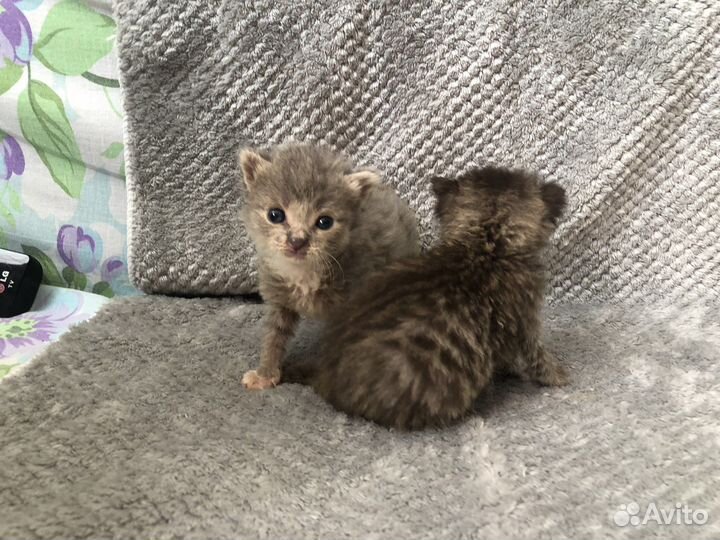 Киски в добрые ручки