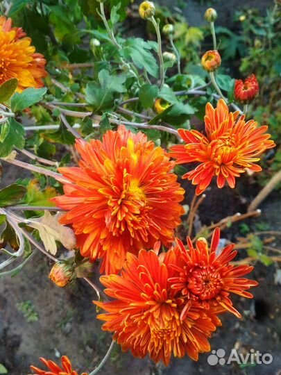 Хризантемы