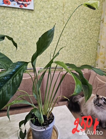 Спатифиллум