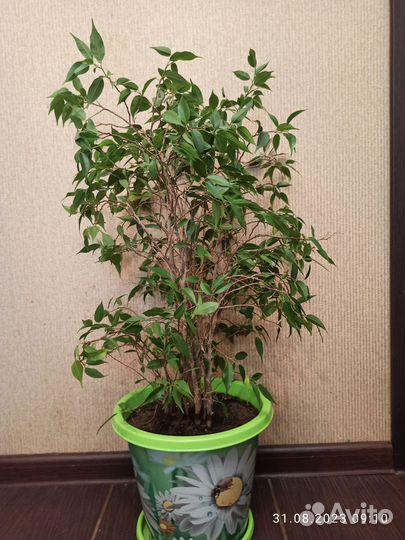 Фикус бенджамина