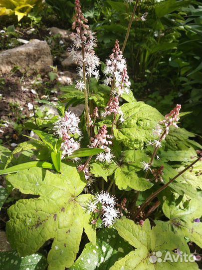 Многолетние растения и кустарники